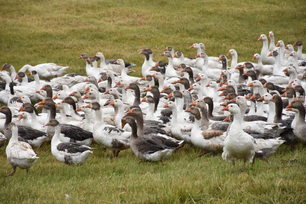 GELENEKSEL KAZ GECELERİ